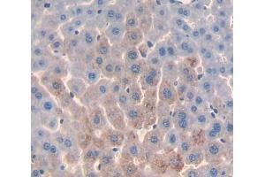 Used in DAB staining on fromalin fixed paraffin- embedded Kidney tissue (PRODH antibody  (AA 398-551))