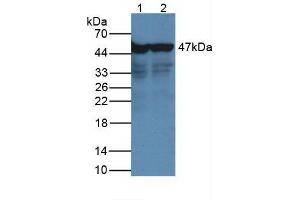 Western Blot Lane1: Human Hepg2 Cells Lane2: Human Hela Cells Primary Ab: 2µg/mL Rabbit Anti-Human NSE Ab Second Ab: 1:5000 Dilution of HRP-Linked Rabbit Anti-Mouse IgG Ab