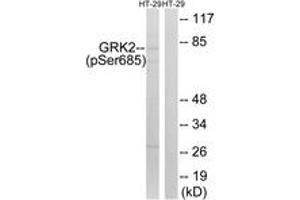Western blot analysis of extracts from HT29 cells treated with insulin 0. (GRK2 antibody  (pSer685))