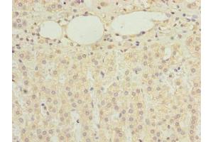 Immunohistochemistry of paraffin-embedded human adrenal gland tissue using ABIN7168321 at dilution of 1:100 (RBMS2 antibody  (AA 1-407))
