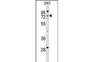 ZCCHC8 Antibody (C-term) (ABIN1537473 and ABIN2849219) western blot analysis in 293 cell line lysates (35 μg/lane). (ZCCHC8 antibody  (C-Term))