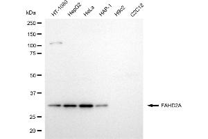 Western blotting analysis using FAHD2A antibody (ABIN7798667).