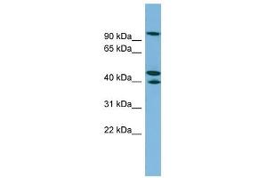 EXOC5 antibody used at 1 ug/ml to detect target protein. (EXOC5 antibody  (N-Term))