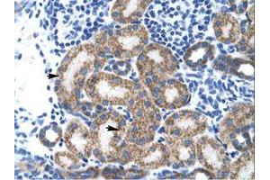 Image no. 1 for anti-TBP-Like 1 (TBPL1) (AA 88-137) antibody (ABIN202049) (TBPL1 antibody  (AA 88-137))