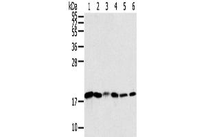 Western Blotting (WB) image for anti-Sorting Nexin 3 (SNX3) antibody (ABIN2433899)