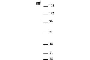 RNA pol II antibody (mAb) (Clone 1F4B6) tested by Western blot. (POLR2A/RPB1 antibody)