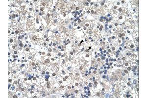 Immunohistochemistry (IHC) image for anti-Reticulon 2 (RTN2) (N-Term) antibody (ABIN2782685) (Reticulon 2 antibody  (N-Term))