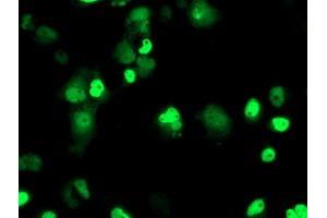 Anti-ERCC4 mouse monoclonal antibody (ABIN2454873) immunofluorescent staining of COS7 cells transiently transfected by pCMV6-ENTRY ERCC4 (RC223300). (ERCC4 antibody)