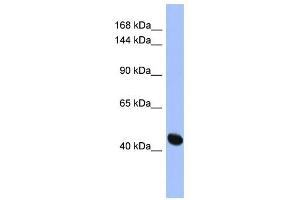 RASGRF1 antibody used at 1 ug/ml to detect target protein. (RASGRF1 antibody  (N-Term))