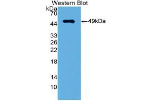 Western blot analysis of the recombinant protein. (IRF3 antibody  (AA 1-406))