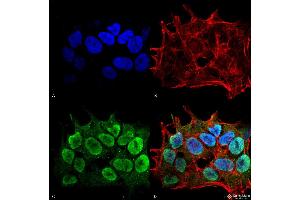 Immunocytochemistry/Immunofluorescence analysis using Mouse Anti-SHANK1/SHANK3 Monoclonal Antibody, Clone S367-51 . (SHANK3 antibody  (AA 538-626) (HRP))