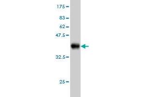 Western Blot detection against Immunogen (36. (PDIA5 antibody  (AA 31-130))