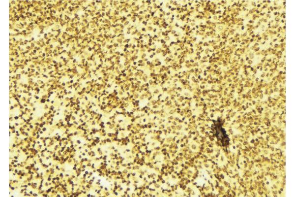 Hairless antibody