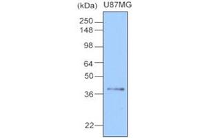Western Blotting (WB) image for anti-Clusterin (CLU) antibody (ABIN361033) (Clusterin antibody)