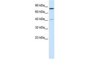 Image no. 3 for anti-Lysine (K)-Specific Demethylase 3A (KDM3A) (AA 1252-1301) antibody (ABIN202983) (KDM3A antibody  (AA 1252-1301))