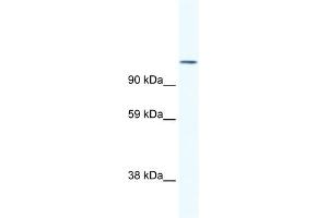 Western Blotting (WB) image for anti-Nuclear Factor of Activated T-Cells, Cytoplasmic, Calcineurin-Dependent 2 (NFAT1) (N-Term) antibody (ABIN2779960)