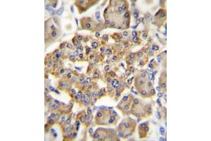 Immunohistochemistry (IHC) image for anti-Gastric Inhibitory Polypeptide Receptor (GIPR) antibody (ABIN3003249) (GIPR antibody)