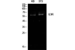 Western Blot (WB) analysis of KB, NIH-3T3 cells using IL-9R Polyclonal Antibody.