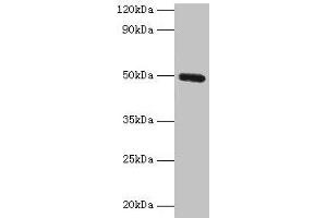Western blot All lanes: CLEC18A antibody at 2 μg/mL + Mouse stomach tissue Secondary Goat polyclonal to rabbit IgG at 1/10000 dilution Predicted band size: 50, 12 kDa Observed band size: 50 kDa (CLEC18A antibody  (AA 27-446))