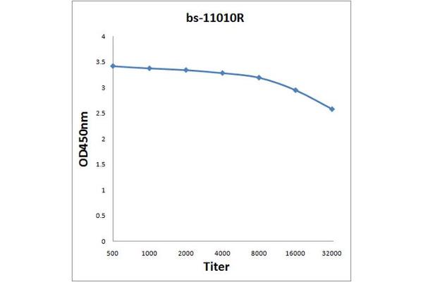 FAM84A antibody  (AA 151-250)