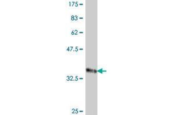 RAB40C antibody  (AA 150-247)