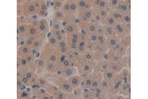 #VALUE! (TAT antibody  (AA 190-454))