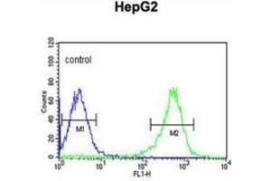 Flow cytometric analysis of HepG2 cells (right histogram) compared to a negative control cell (left histogram) using PYCR1  Antibody (C-term), followed by FITC-conjugated goat-anti-rabbit secondary antibodies. (PYCR1 antibody  (C-Term))