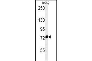 Western blot analysis in K562 cell line lysates (35ug/lane). (HSPA9 antibody  (AA 273-301))
