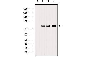 Western blot analysis of extracts from various samples, using SRP68 Antibody. (SRP68 antibody  (C-Term))