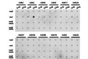 Western Blotting (WB) image for anti-Histone 3 (H3) (H3K4me) antibody (ABIN1872994) (Histone 3 antibody  (H3K4me))