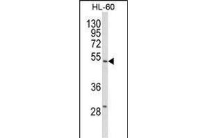 Western blot analysis of SELENBP1 Antibody (C-term) (ABIN652814 and ABIN2842531) in HL-60 cell line lysates (35 μg/lane). (SELENBP1 antibody  (C-Term))