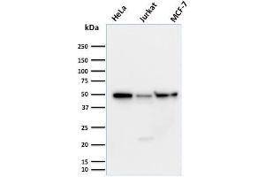 Western Blot Analysis of (1) HeLa (2) Jurkat and (3) MCF-7 cell lysates using Cyclin A1 Mouse Monoclonal Antibody (XLA1-3). (Cyclin A1 antibody)