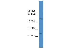 WB Suggested Anti-DRAM  Antibody Titration: 0. (DRAM antibody  (N-Term))