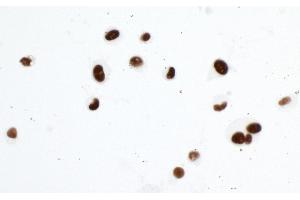 Immunocytochemistry (ICC) image for anti-Tripartite Motif Containing 28 (TRIM28) (Ser824) antibody (ABIN7454012)
