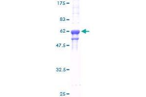 HNRNPA2B1 Protein (AA 1-249) (GST tag)
