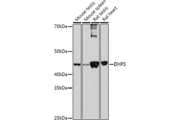 DHPS antibody  (AA 1-369)