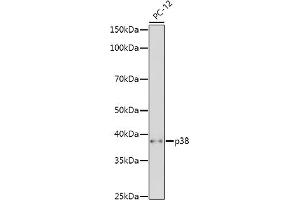 Western blot analysis of extracts of PC-12 cells, using p38 MAPK antibody (ABIN7268615) at 1:500 dilution. (MAPK14 antibody  (AA 1-360))