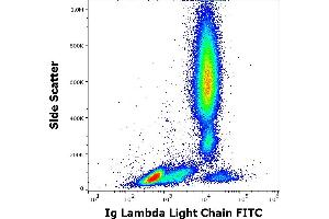 Flow cytometry surface staining pattern of human peripheral whole blood stained using anti-human Ig lambda light chain (4C2) FITC antibody (20 μL reagent / 100 μL of peripheral whole blood). (Lambda-IgLC antibody  (FITC))