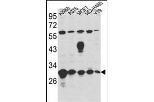 Western blot analysis of ERP29 Antibody (Center) (ABIN389440 and ABIN2839513) in ,,MCF7,NCI-,Y79 cell line lysates (35 μg/lane).