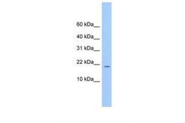 MORN4 antibody  (C-Term)
