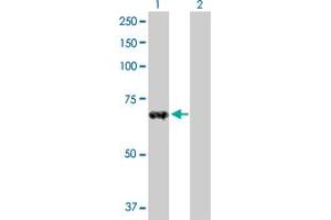 Western Blot analysis of ZNF37A expression in transfected 293T cell line by ZNF37A MaxPab polyclonal antibody. (ZNF37A antibody  (AA 1-561))