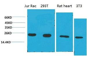 Western Blot (WB) analysis of 1) Jurkat, 2)293T, 3)Rat Liver Tissue, 4)3T3 with Cyclophilin B Mouse Monoclonal Antibody diluted at 1:2000. (PPIB antibody)