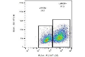 Flow cytometry analysis of LARGE1 in HEK293-LARGE1 transfectants using mouse monoclonal antibody PE. (LARGE1 (AA 35-142) antibody (PE))