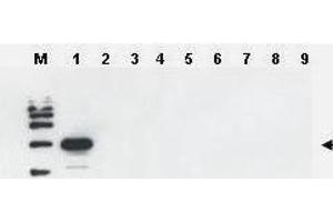 Western blot using  Affinity Purified anti-Yeast ULP-1 antibody was used to confirm the specificity of the antibody. (ULP1 antibody)