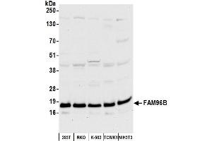 anti-Family with Sequence Similarity 96, Member B (FAM96B) (AA 50-100) antibody