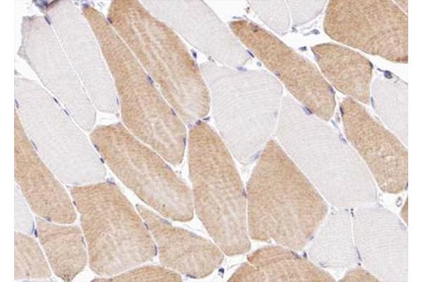 COL12A1 antibody  (Internal Region)