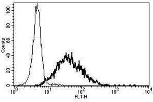 A typical staining pattern with the B-G3 monoclonal antibody of PHA activated lymphocytes (CD25 antibody)