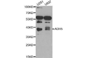 Western blot analysis of extracts of various cell lines, using ADH5 antibody.