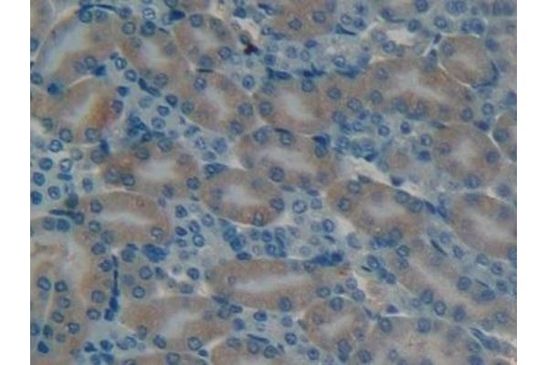 Osteocalcin antibody  (AA 14-95)