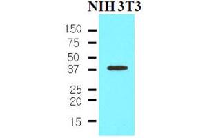Western Blotting (WB) image for anti-Nanog Homeobox (NANOG) (AA 1-154) antibody (ABIN6245715) (Nanog antibody  (AA 1-154))